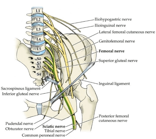 lumbo-sacral-plexus