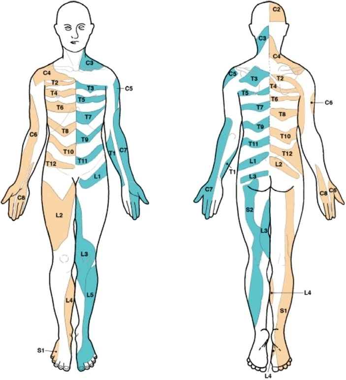 mapping-nerve-area-distribution